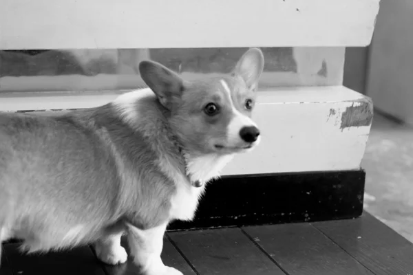 Close up of dog looking — Stock Photo, Image