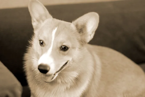 Close up of dog looking — Stock Photo, Image