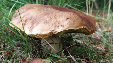 ormanda tek başına