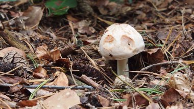 ormanda tek başına