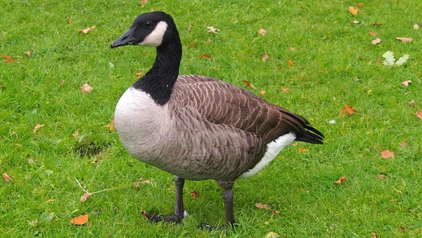 Mr.Goose