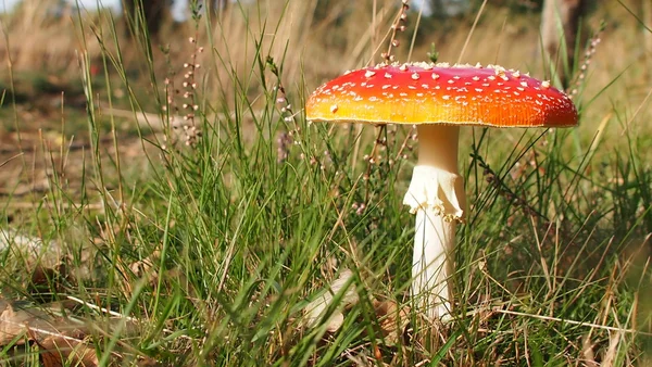 Fly agaric in the gras and among leaves