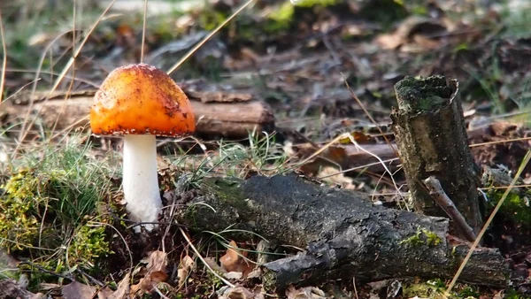 ¿me ves... Te veoBeni görüyor musun? Anlıyorum seni