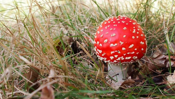 Sinek agaric düşen yapraklar (seçici odak arasında)