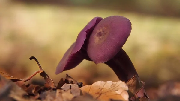 Mushrooms in the woods