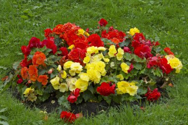 yeşil çimen çiçekler