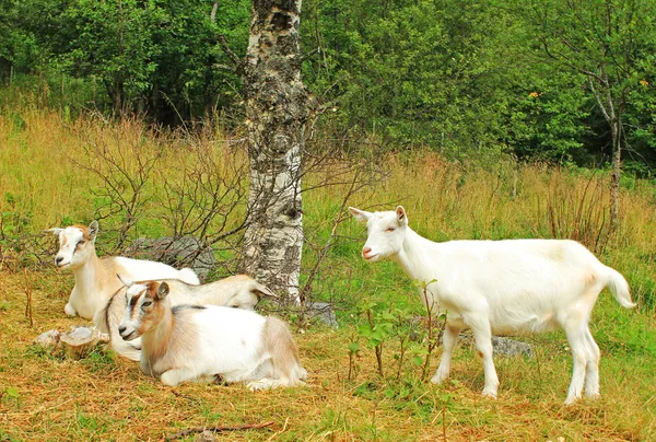 Kozy w Norwegii — Zdjęcie stockowe