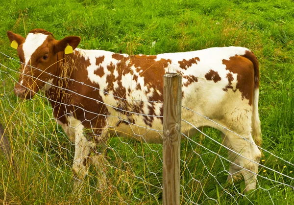 Корова стоїть на зеленій траві . — стокове фото