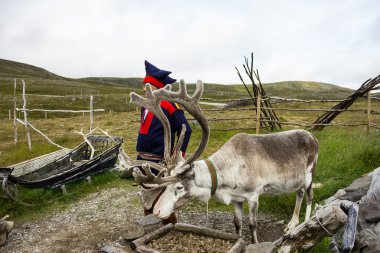 Reindeer in Honningsvag, Norway clipart