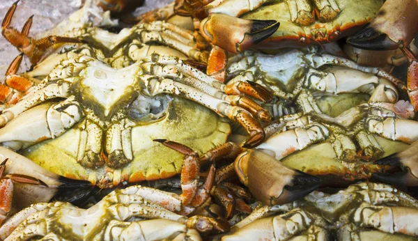 Crabs — Stock Photo, Image