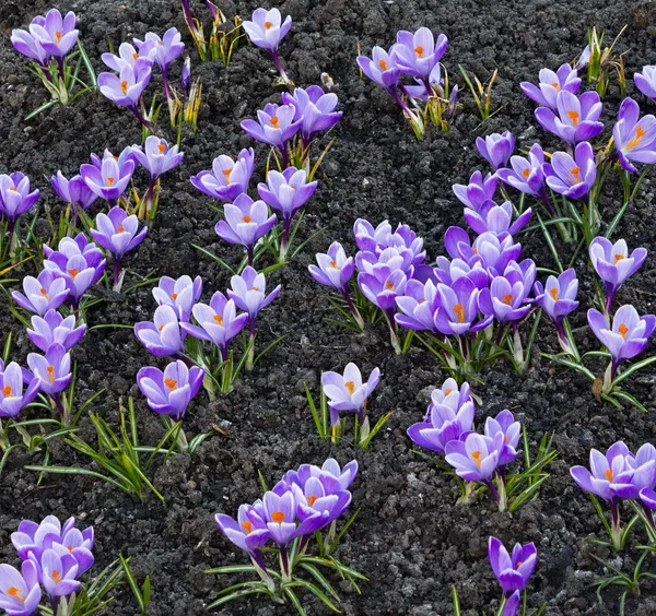 Croco viola — Foto Stock