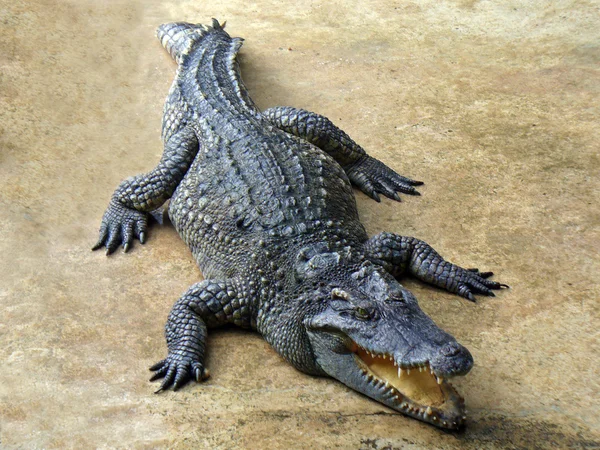 Nagy krokodil — Stock Fotó
