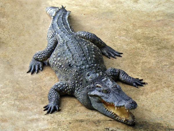 Crocodilo grande — Fotografia de Stock