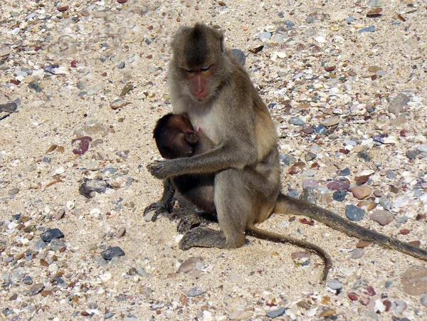 Família de macacos asiáticos — Fotografia de Stock