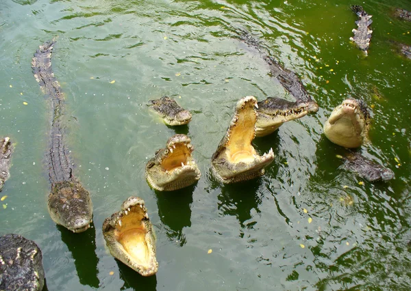 Krokodiler i vattnet. — Stockfoto