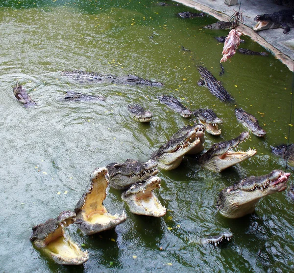 Krokodile im Wasser. — Stockfoto