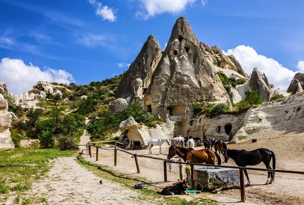 Konie w stajni, Göreme, Kapadocja, Turcja — Zdjęcie stockowe