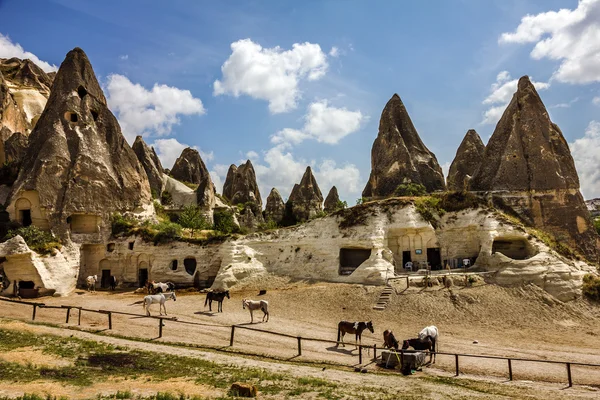 Коні в гірський ландшафт, Туреччина — стокове фото