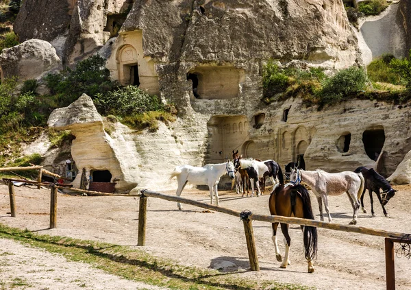 Horses, Cappadocia, Turkey — Stock Photo, Image