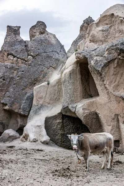 Cow in mountain landscape, Cappadocia, Turkey — Stock Photo, Image