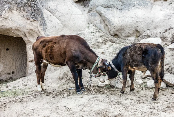 Дві корови — стокове фото