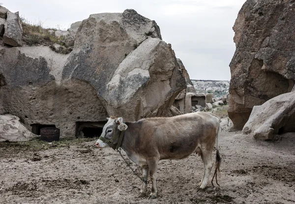 Vache dans le paysage de montagne — Photo