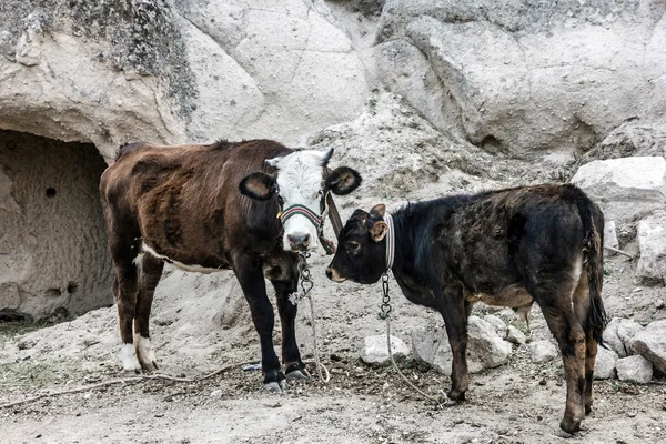 Корови в горах — стокове фото