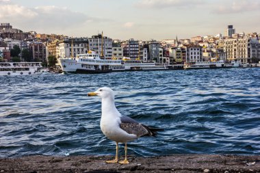 İstanbul sahil panoramik görünüm.
