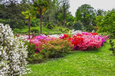 Villa Taranto. Botanik bahçesinde bahar çiçekleri açan rododendronlar, Stresa, İtalya, Lombardiya