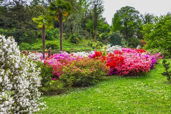 Det Villa Taranto Vårblommande Rhododendron Botanisk Trädgård Stresa Italien Lombardiet — Stockfoto
