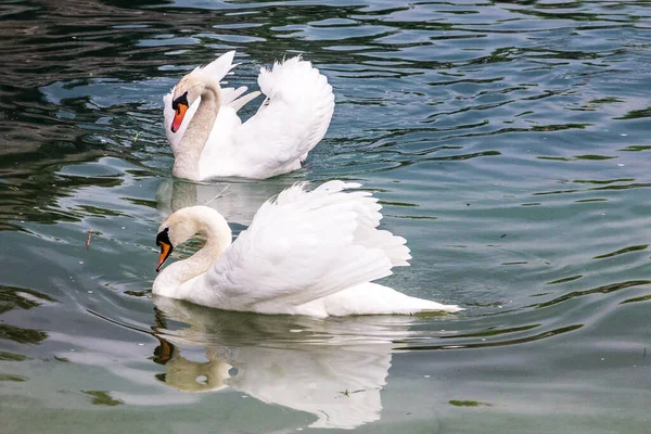 Par Cisnes Blancos Nadando Lago —  Fotos de Stock