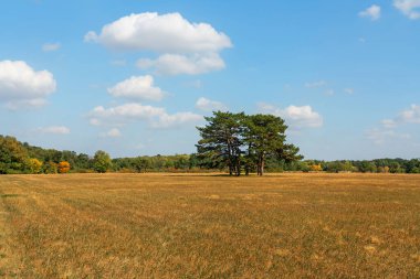 Ağaçlı sonbahar bozkır manzarası, Askania-Nova biyosfer rezervi (Sığınak), Ukrayna.