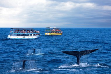 Sri Lanka, Mirissa - 30 Haziran 2022: Turist tekneleri ve balina kuyrukları okyanus manzarası, safari izleyen balinalar.