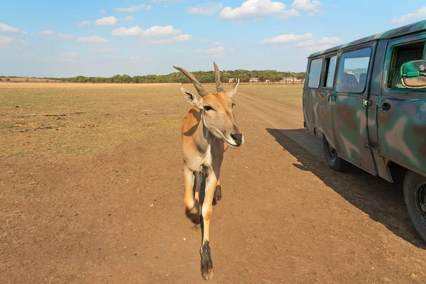 Antelope animal running in steppe and safari car