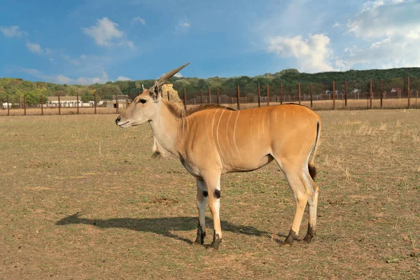 Antelope animal in steppe landscape