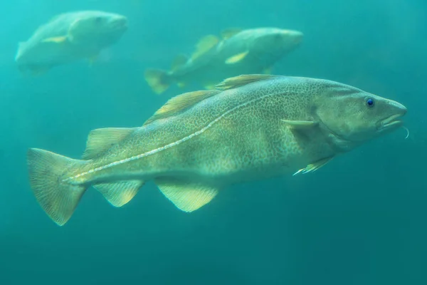 Peixes Bacalhau Flutuando Água Azul — Fotografia de Stock