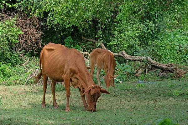 Karmienie Krów Zielonym Krajobrazie Sri Lanka — Zdjęcie stockowe
