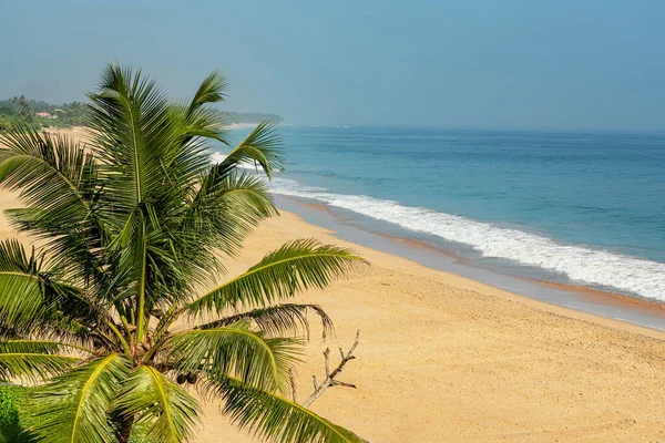 Sri Lanka Okyanusu Palmiye Ağacıyla Kumsalda Dalgalanır — Stok fotoğraf