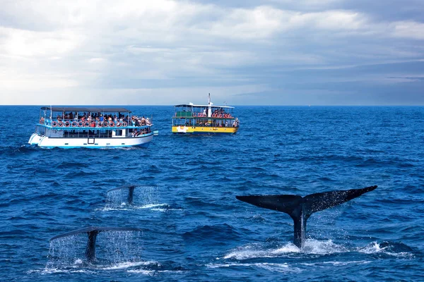 Sri Lanka Mirissa June 2022 Tourist Boats Whale Tails Ocean —  Fotos de Stock