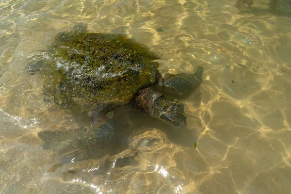 Tartaruga Nadando Subaquática Água Transparente Oceano — Fotografia de Stock