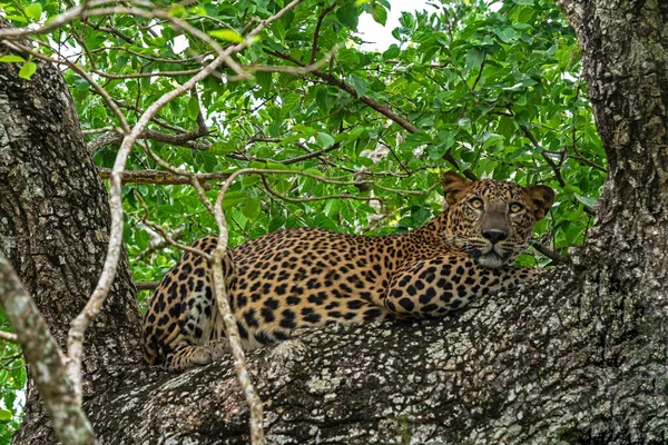 Leopard Animal Laying Tree Jungle Yala National Park Sri Lanka — Foto de Stock