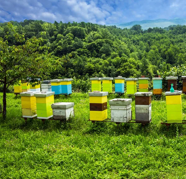 Colored bee houses on green meadow in countryside of Montenegro.