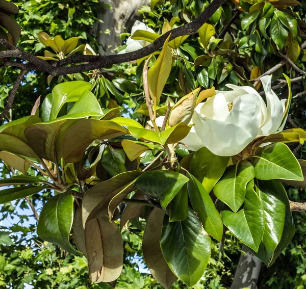 Magnolia Λουλούδι Στο Δέντρο — Φωτογραφία Αρχείου