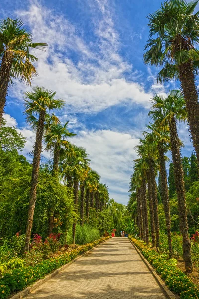 克里米亚雅尔塔Nikitsky植物园棕榈树小巷 — 图库照片