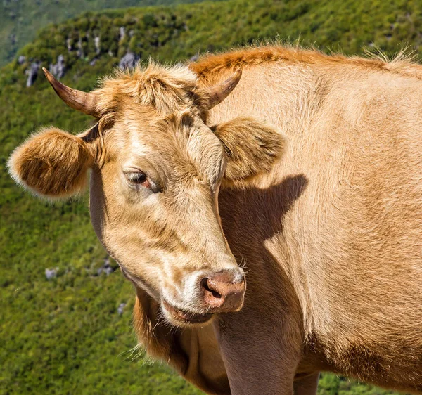 Komik Inek Hayvanı Madeira Portekiz — Stok fotoğraf