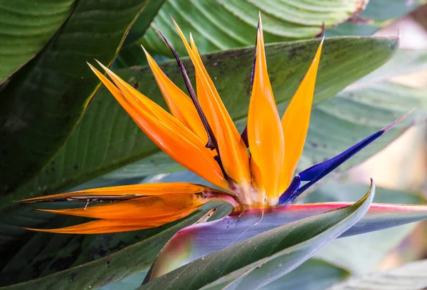 Strelicia Tropikalny Kwiat Rajski Ptak Madery Funchal Portugalia — Zdjęcie stockowe