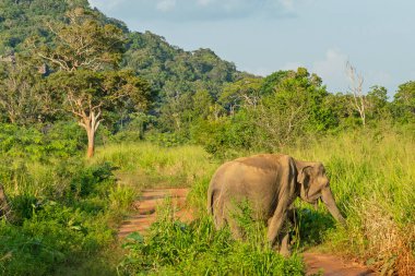 Yeşil ormandaki fil vahşi hayvan, Sri Lanka, Havarana Ulusal Parkı.