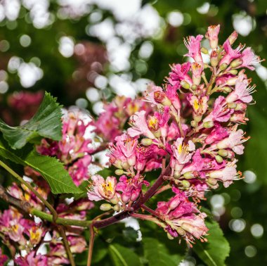 Kırmızı çiçekler bahar zaman kestane ağacı
