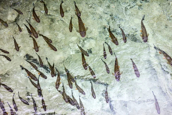 Öring Fisk Simning Kroatien Plitvice Sjö — Stockfoto