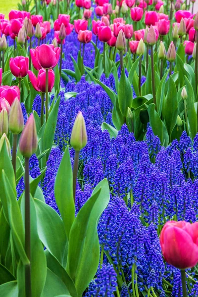 Tulips Hyacinth Flowers Keukenhof Garden Netherlands Holland — Stockfoto